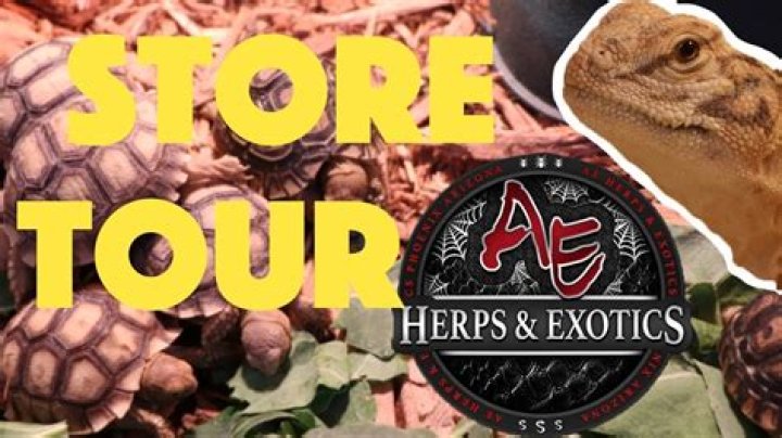 Discoveries And Insights At A.E. Herps And Exotics