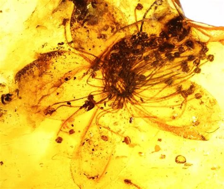 Unveiling Amber Flower: Nature's Golden Secret
