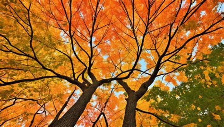 Unlocking The Secrets Of Autumn Net Worth