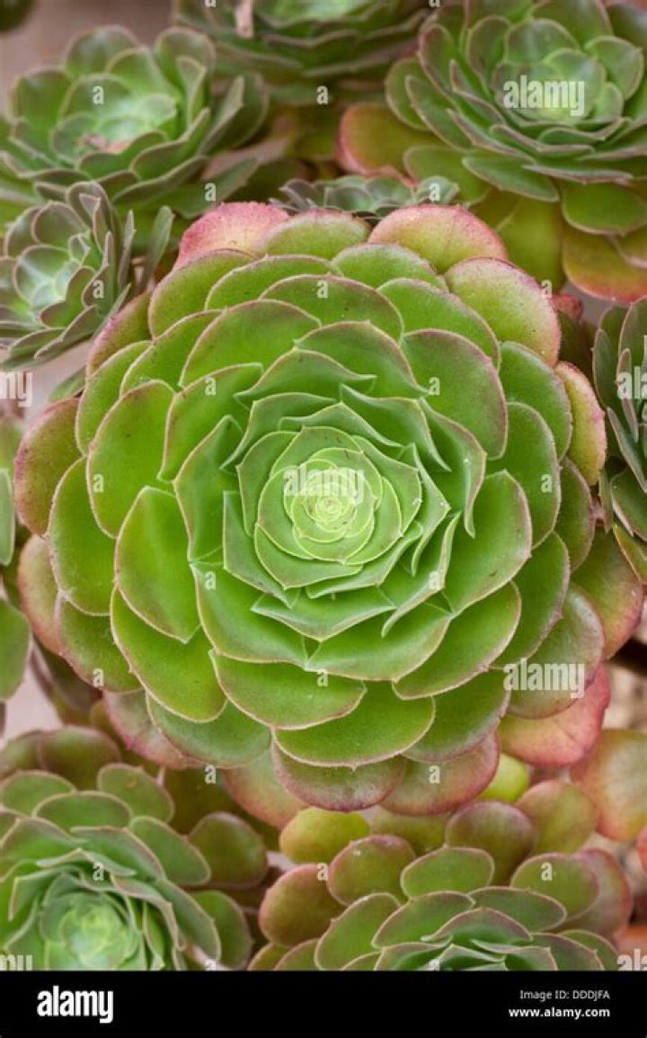 Discover The Allure Of Blushing Beauty: Unveiling Its Secrets