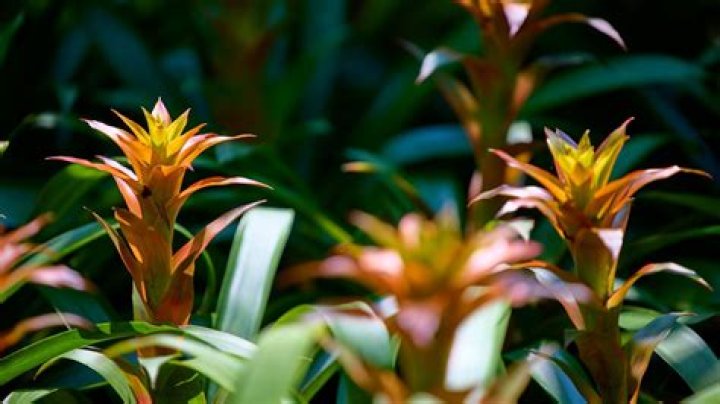 Ultimate Guide For Optimal Growth