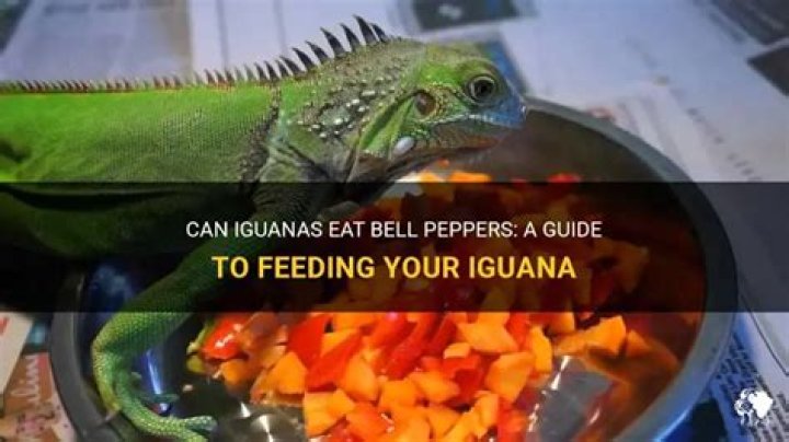 Can Iguanas Delight In The Taste Of Green Peppers?