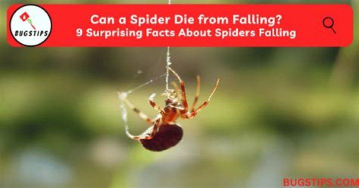 The Surprising Resilience Of Spiders To Falls