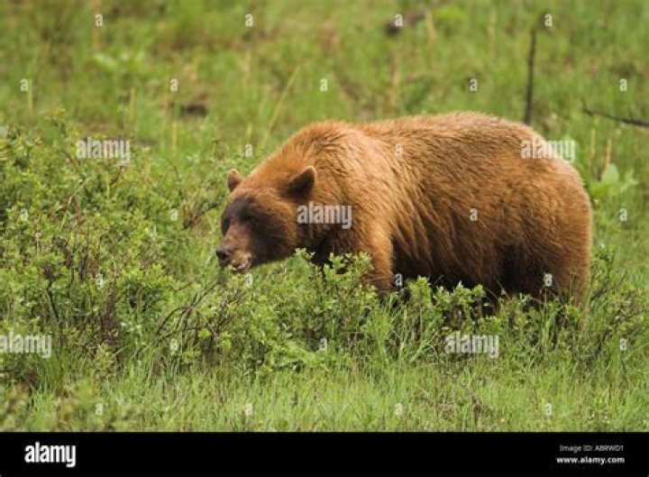 Unveiling The Secrets Of The Cinnamon Phase Black Bear