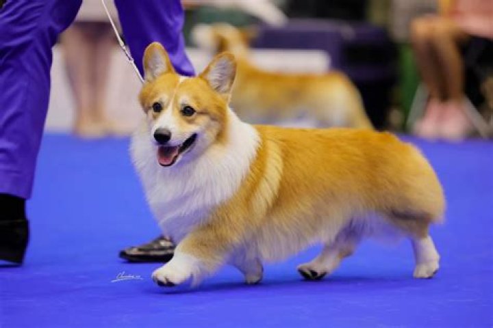 Unleash The Dalbong Corgi's Secrets: Discoveries Await!