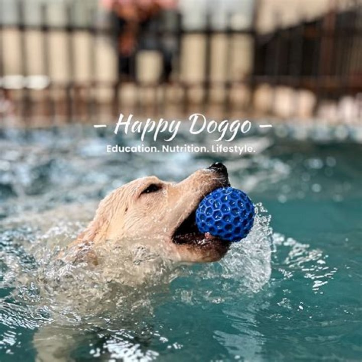 Discoveries And Insights For Every Dog Lover