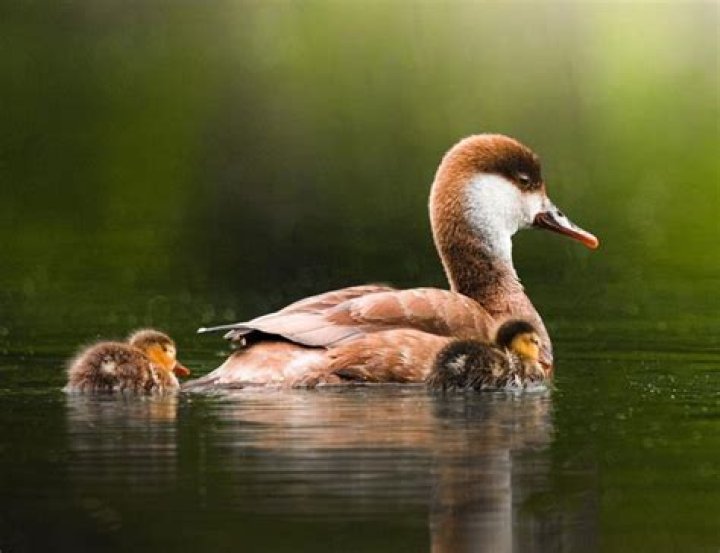 Unveiling The Enigma Of Duck Ear: Discoveries And Insights