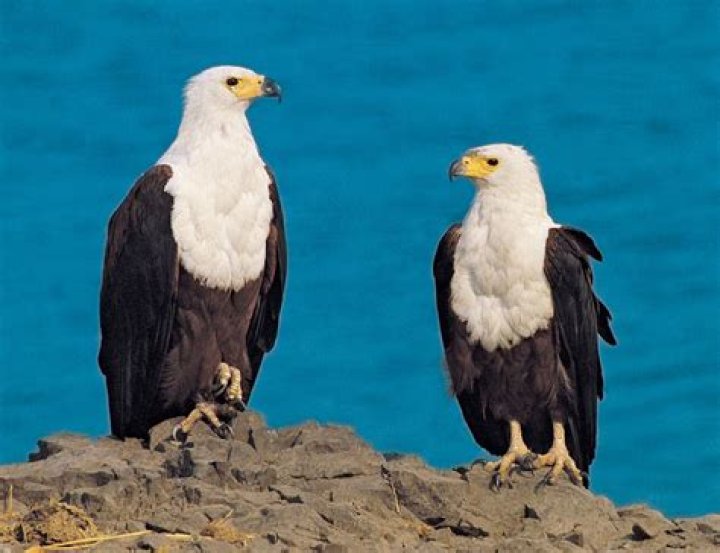 Unveiling The Majestic World Of Eagle Characteristics: Discoveries And Insights