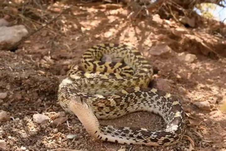 Unveiling The Secrets Of Gopher Snake Care: A Journey Of Discovery