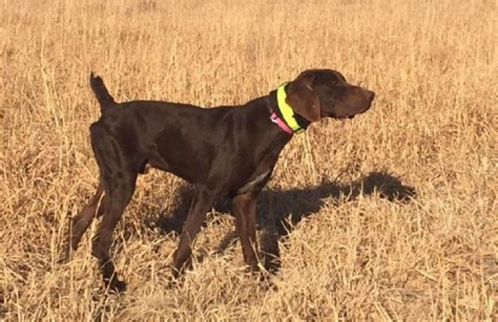 A Treasure Trove For Canine Aficionados