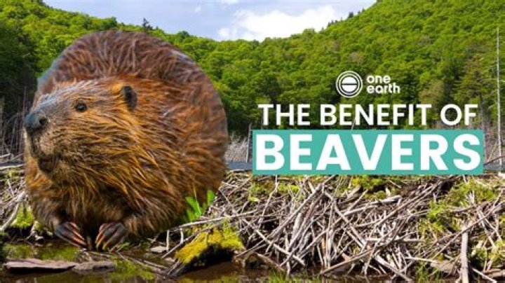How Beaver Got His Beloved Nickname