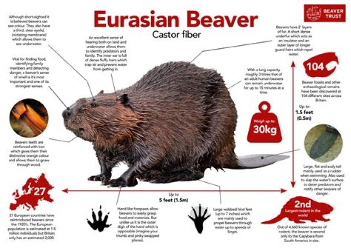 Unraveling The Beaver's Nickname: Discoveries And Insights