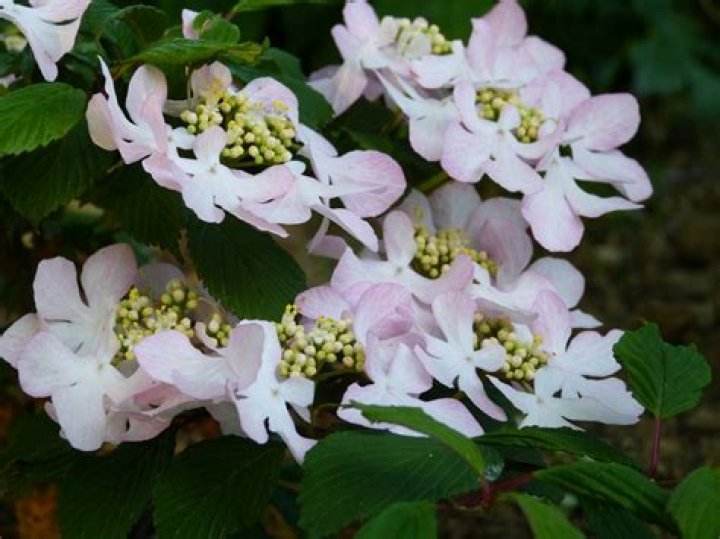 Discoveries And Insights In Nature's Delicate Beauty