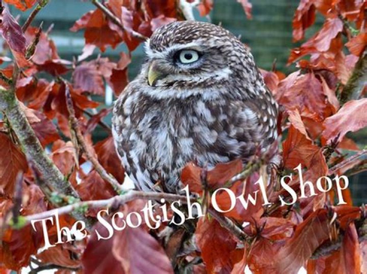 Discover Unseen Wonders Of The Night At The Enchanting Owl Shop