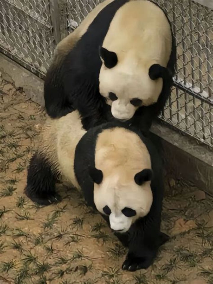 Unlocking The Secrets: Discoveries In Panda Rituals