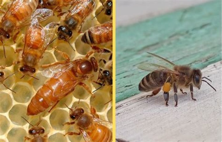 Unveiling The Secrets Of Queen Bee 281: A Journey Of Discovery