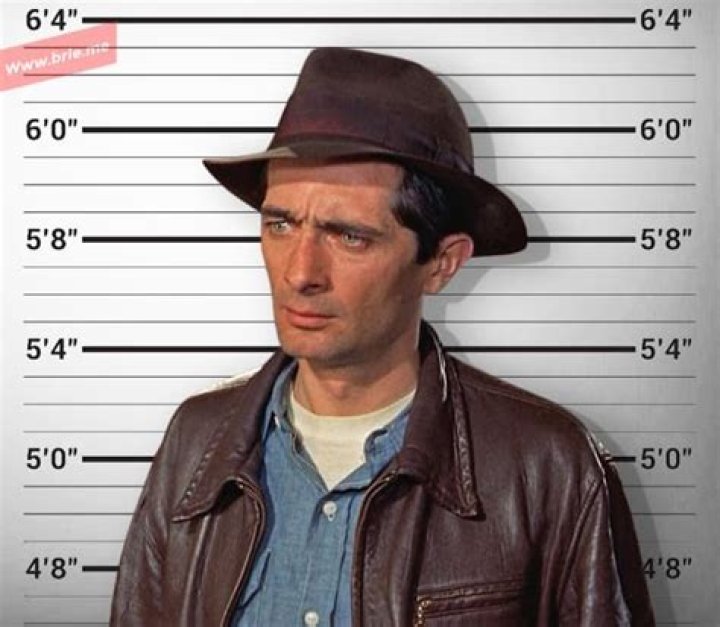 Unleash The Secrets Of Royal Dano Height: Discoveries For Dog Enthusiasts