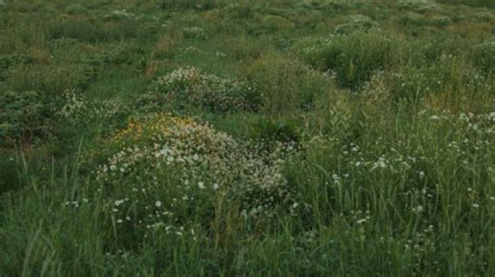 Uncover The Surprising Truth Behind Sarah Huckabee Sanders' Height