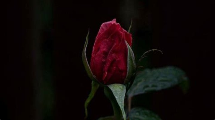 Unveiling Sekeena Gavagan's Enduring Legacy: Discoveries And Insights