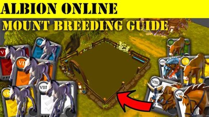 Suize Q Breeding Mount Secrets Unveiled