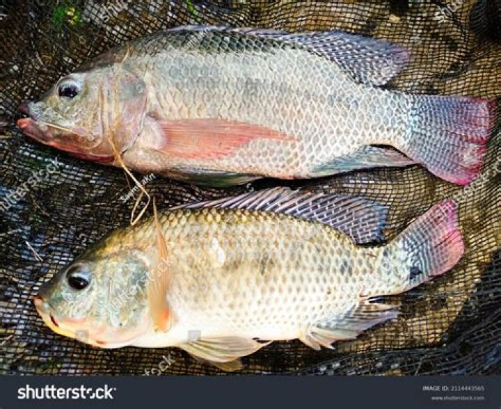 Unveiling The Secrets Of Two Culinary Delights