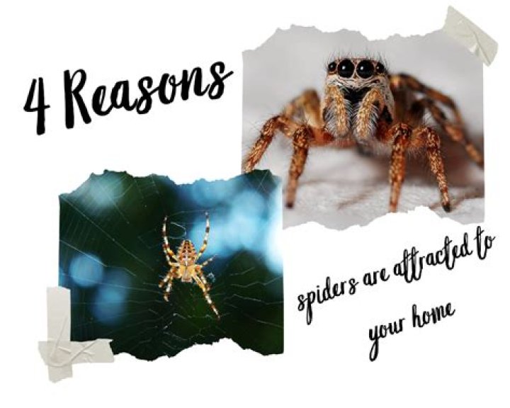Uncover The Secrets Behind Spiders' Attraction