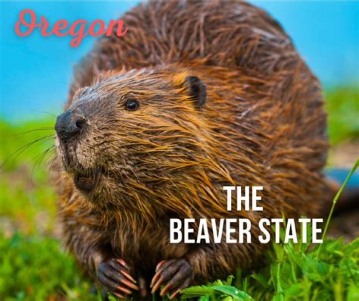 What's Behind The Beaver Nickname