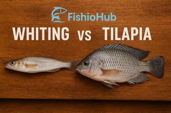 Whiting Fish Vs Tilapia: Unveiling The Culinary Divide