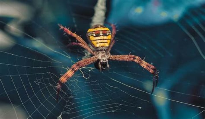 Why Spiders Find You Irresistible