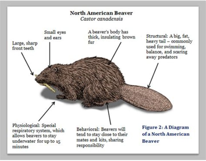 Uncover The Secrets Behind The Name "Beaver": Discoveries And Insights Await