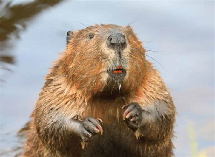 Why The Beaver Bears Its Name