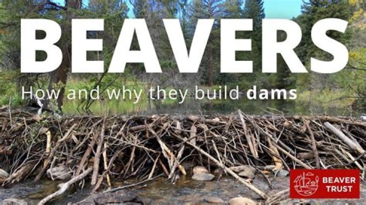 Uncover The Fascinating Origins Behind The "Beaver" Nickname