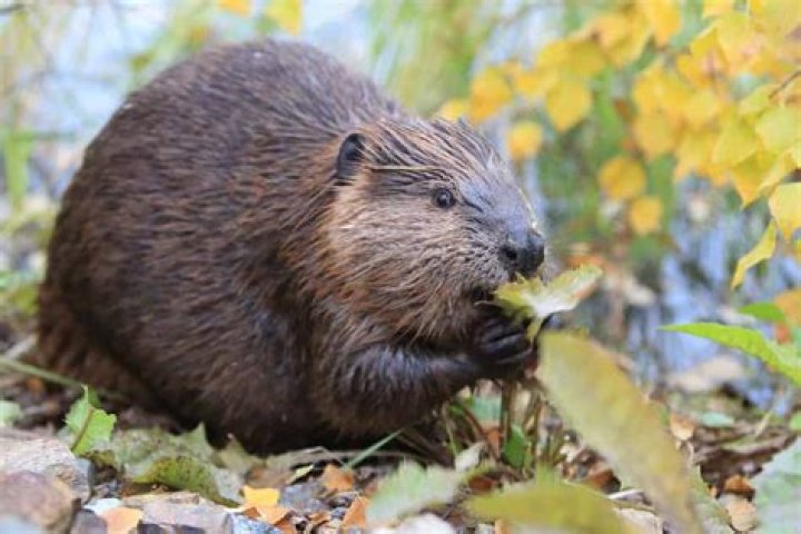 Why Was The Beaver Called The Beaver?